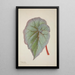 My Garden in Ceylon Pl232 - George De Alwis — framed artwork on a wall