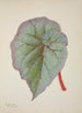 My Garden in Ceylon Pl232 - George De Alwis — artwork view
