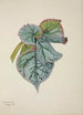 Mon Jardin à Ceylan Pl233 - George De Alwis — artwork view