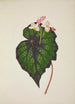 My Garden in Ceylon Pl234 - George De Alwis — artwork view