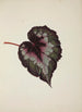 Mon Jardin à Ceylan Pl236 - George De Alwis — artwork view