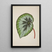 My Garden in Ceylon Pl237 - George De Alwis — framed artwork on a wall