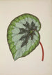 My Garden in Ceylon Pl237 - George De Alwis — artwork view