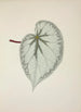 Mon Jardin à Ceylan Pl238 - George De Alwis — artwork view