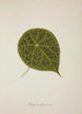 My Garden in Ceylon Pl239 - George De Alwis — artwork view