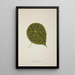 My Garden in Ceylon Pl239 - George De Alwis — framed artwork on a wall