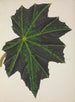 Mon Jardin à Ceylan Pl240 - George De Alwis — artwork view