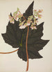 Mon Jardin à Ceylan Pl242 - George De Alwis — artwork view