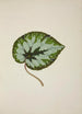 Mon Jardin à Ceylan Pl245 - George De Alwis — artwork view
