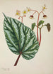 Mon Jardin à Ceylan Pl247 - George De Alwis — artwork view