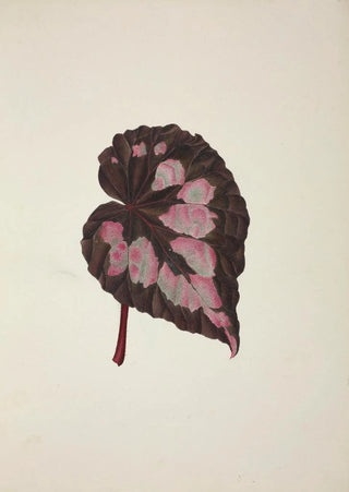 George De Alwis - Mon Jardin a Ceylan Pl249.webp