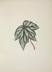 Mon Jardin à Ceylan Pl250 - George De Alwis — artwork view