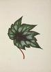 My Garden in Ceylon Pl251 - George De Alwis — artwork view
