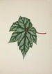 My Garden in Ceylon Pl253 - George De Alwis — artwork view