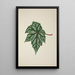 My Garden in Ceylon Pl253 - George De Alwis — framed artwork on a wall