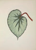 My Garden in Ceylon Pl254 - George De Alwis — artwork view