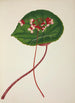 Mon Jardin à Ceylan Pl255 - George De Alwis — artwork view