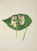 Mon Jardin à Ceylan Pl256 - George De Alwis — artwork view
