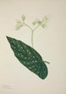 Mon Jardin à Ceylan Pl257 - George De Alwis — artwork view