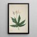 My Garden in Ceylon Pl259 - George De Alwis — framed artwork on a wall