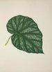 My Garden in Ceylon Pl261 - George De Alwis — artwork view