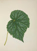 Mon Jardin à Ceylan Pl262 - George De Alwis — artwork view