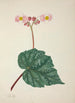 My Garden in Ceylon Pl263 - George De Alwis — artwork view