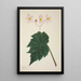 My Garden in Ceylon Pl265 - George De Alwis — framed artwork on a wall