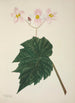 My Garden in Ceylon Pl265 - George De Alwis — artwork view