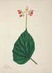 Mon Jardin à Ceylan Pl266 - George De Alwis — artwork view