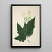 My Garden in Ceylon Pl267 - George De Alwis — framed artwork on a wall