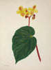 Mon Jardin à Ceylan Pl268 - George De Alwis — artwork view