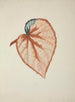 Mon Jardin à Ceylan Pl270 - George De Alwis — artwork view