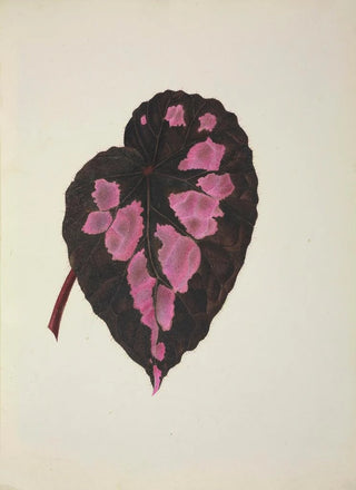 George De Alwis - Mon Jardin a Ceylan Pl271.webp