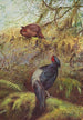 Kaleege with Black Chest - George Edward Lodge — artwork view