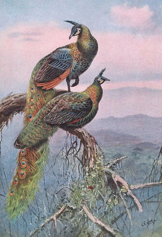George Edward Lodge - Green Peafowl.webp