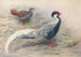 Hainan Silver Kaleege Painting - George Edward Lodge — artwork view