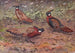 Koklass pheasant from Kashmir, Western Koklass pheasant, Nepal Koklass pheasant - George Edward Lodge — artwork view