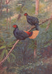 Coq-de-roche Sans Crête Malais - George Edward Lodge — artwork view