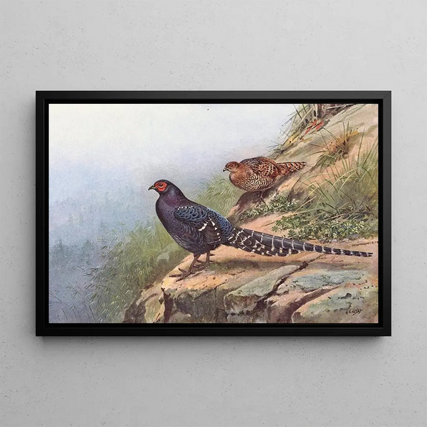 George Edward Lodge - Mikado Pheasant.webp
