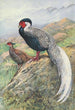 Kaleege Silver Hybrid of Rippon - George Edward Lodge — artwork view
