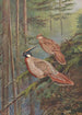 Pheasant Koklass Common - George Edward Lodge — artwork view