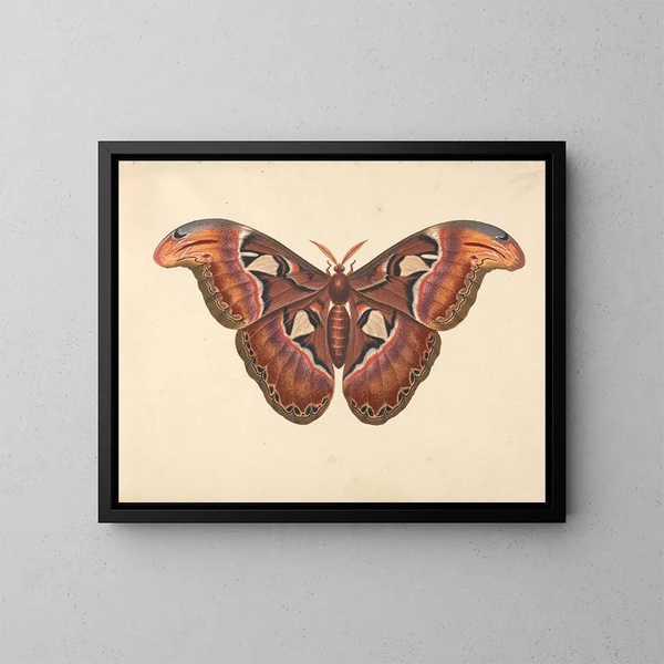 Papillon Atlas - George Edwards — ingelijst kunstwerk aan de muur