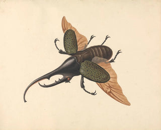 George Edwards - Hercules Beetle.webp