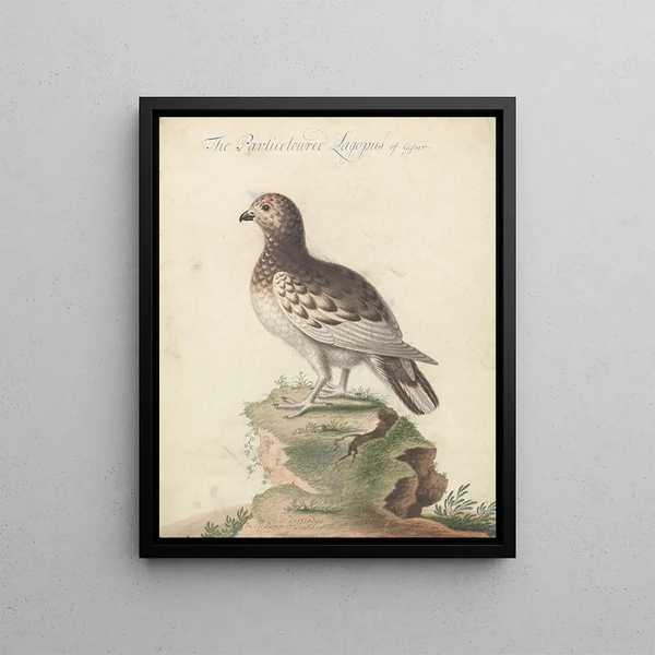 George Edwards - Ptarmigan.webp