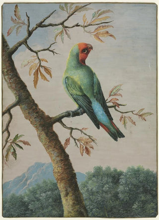 George Edwards - Rosy Faced Love Bird.webp
