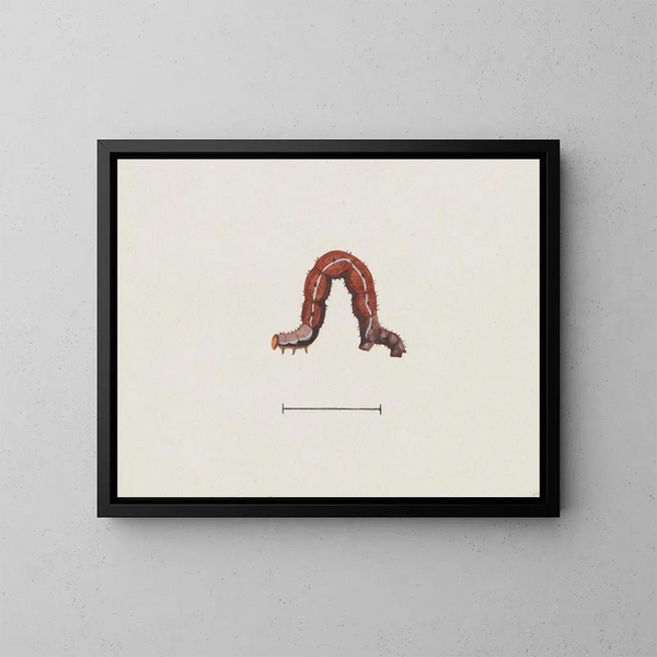 aquarellententologie schilderij Pl003 - George Hudson — ingelijst kunstwerk aan de muur