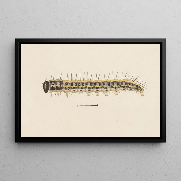George Hudson - Entomology watercolour Pl009.webp