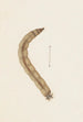 Aquarelle d'entomologie Pl015 - George Hudson — weergave van het kunstwerk