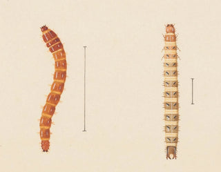 George Hudson - Entomology watercolour Pl018.webp